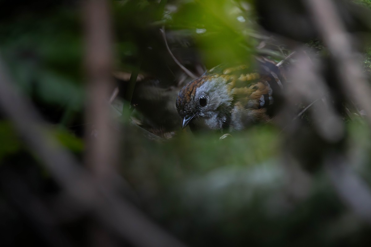 Australian Logrunner - ML645537611