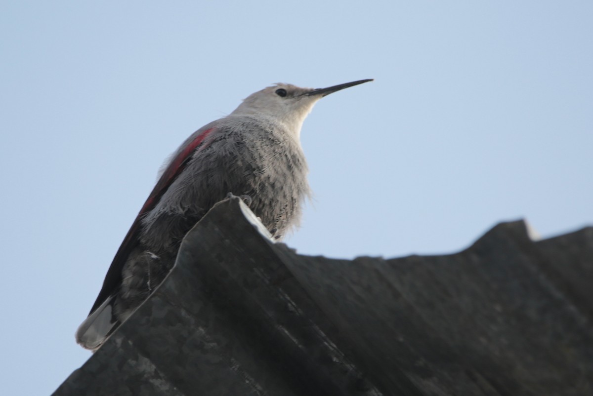 Wallcreeper - ML645537617