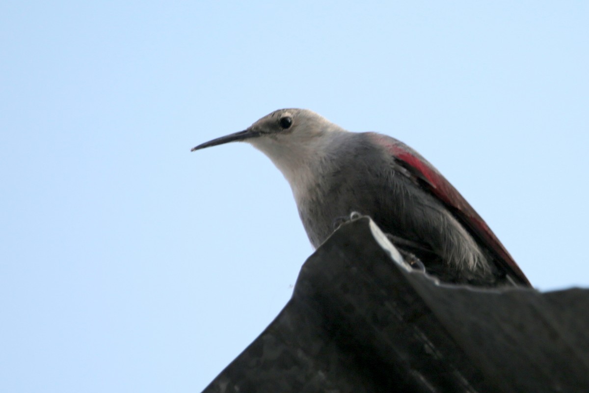 Wallcreeper - ML645537621