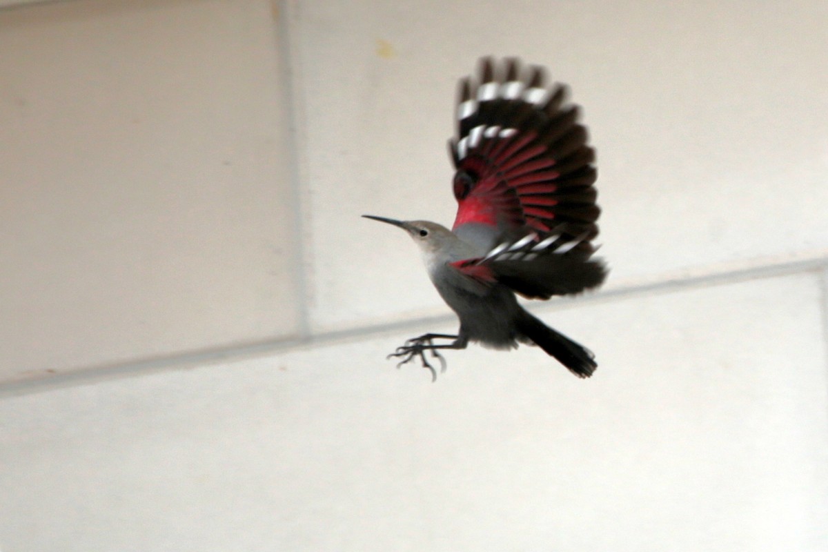 Wallcreeper - ML645537627