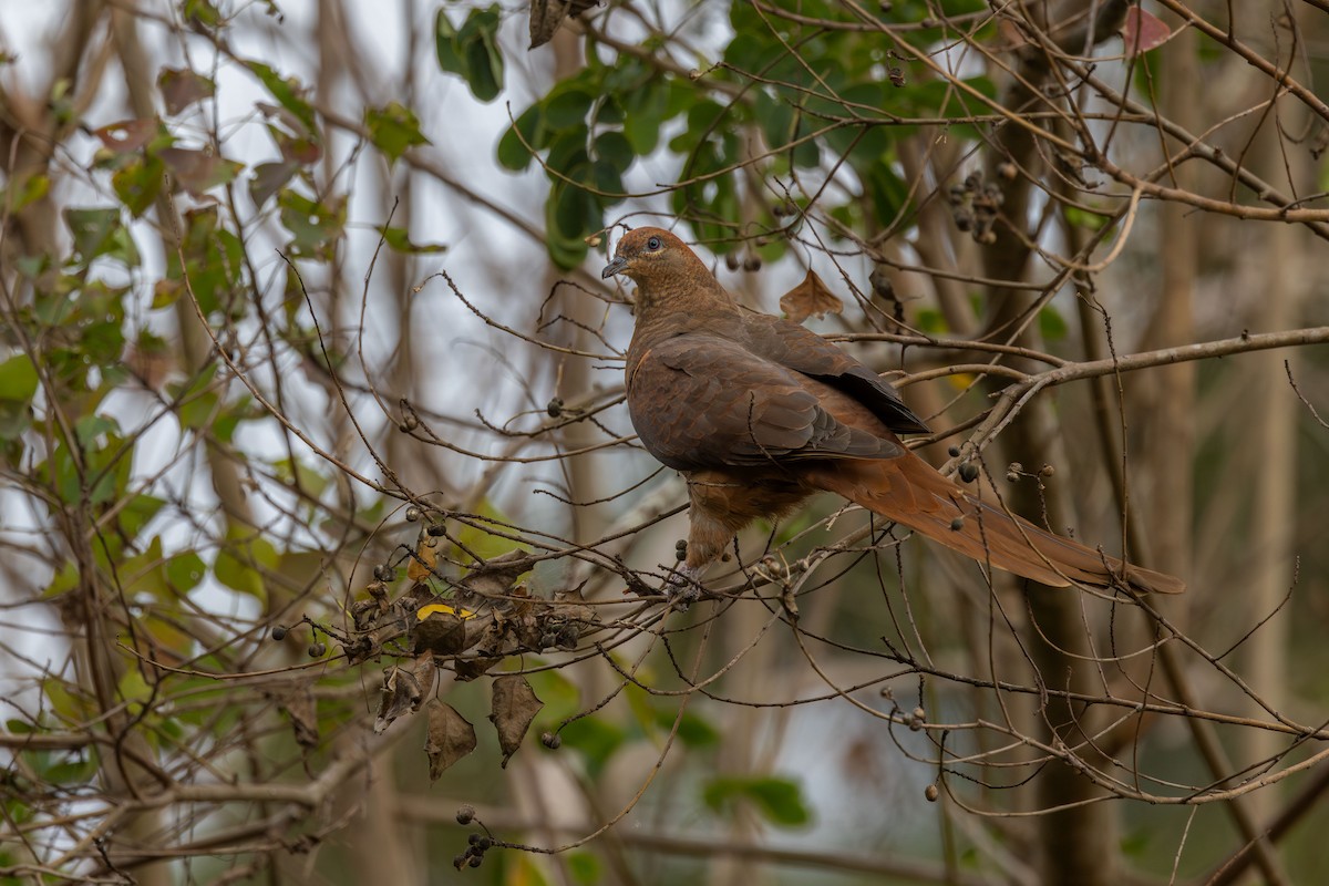 Бурая кукушковая горлица - ML645537630