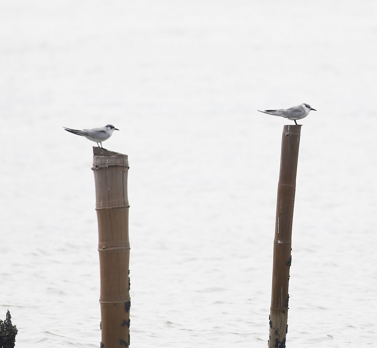 Речная крачка - ML645537631