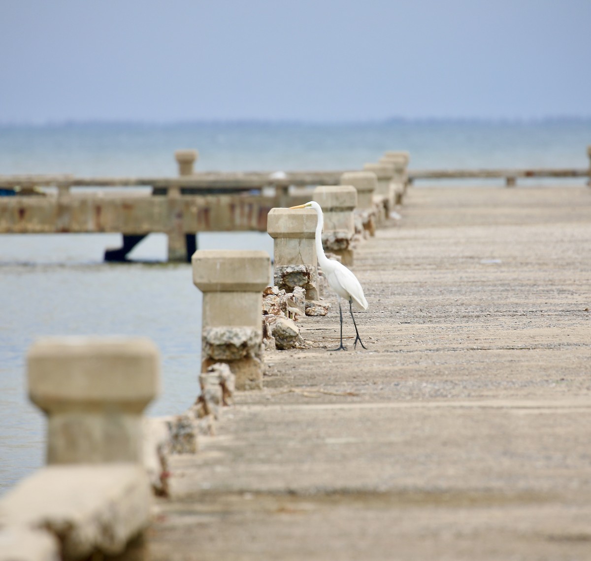 Большая белая цапля - ML645537632