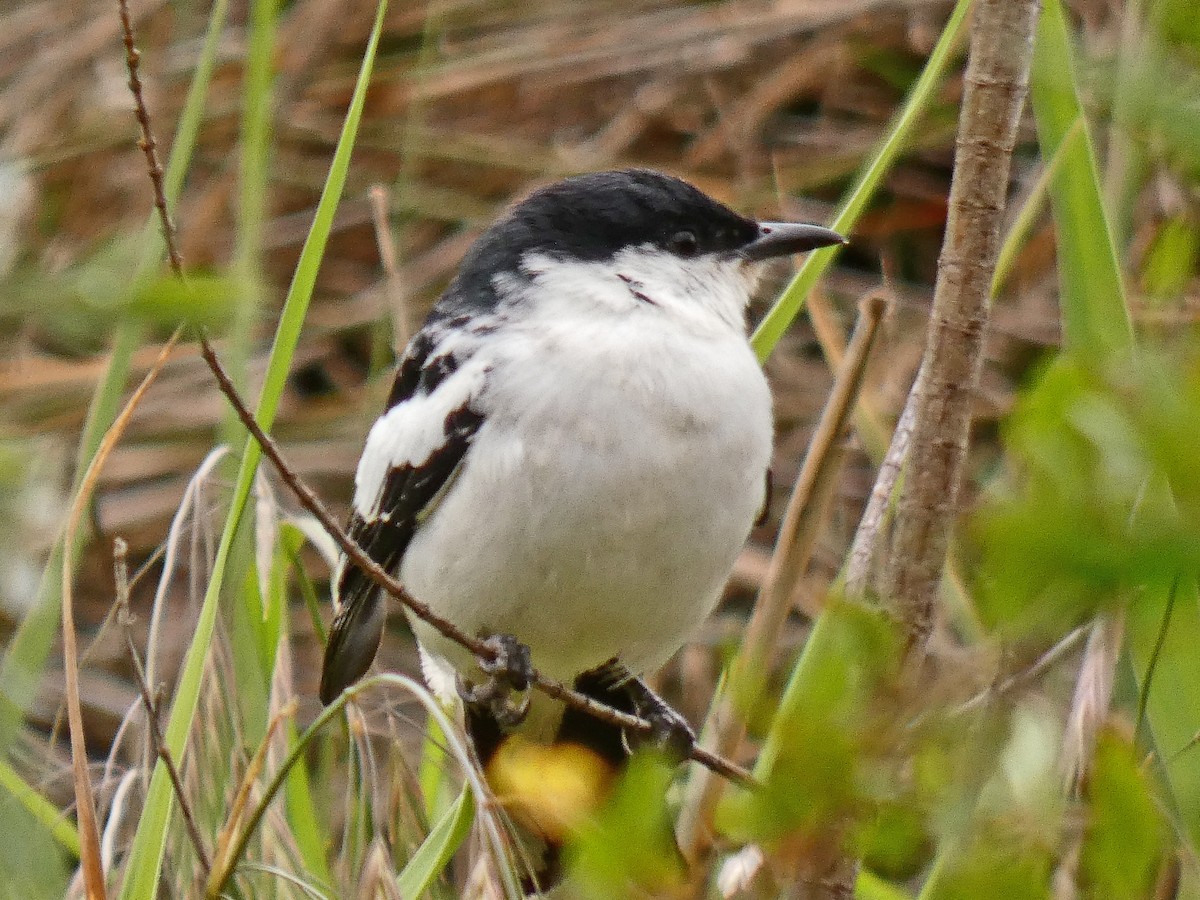 Белокрылый личинкоед-свистун - ML645537635