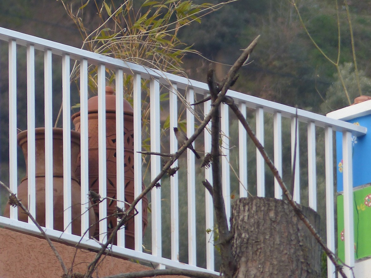 Темнолицый бюльбюль - ML645537636