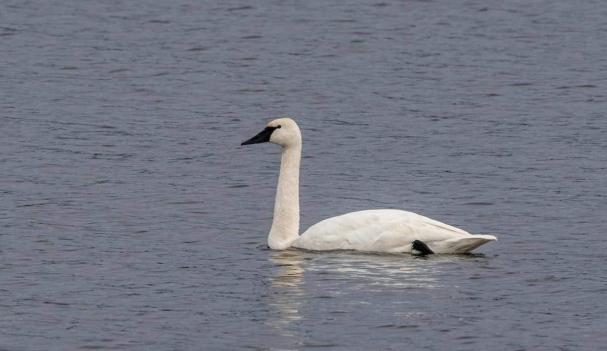 Лебедь-трубач - ML645537638