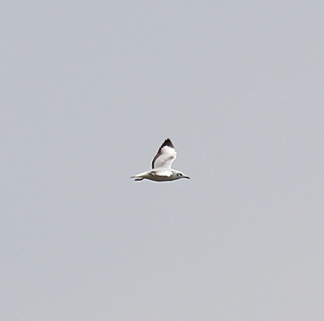 Буроголовая чайка - ML645537641