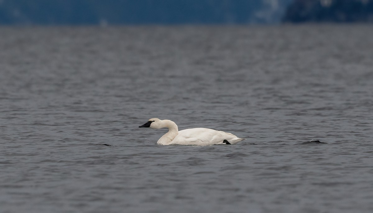 Лебедь-трубач - ML645537642