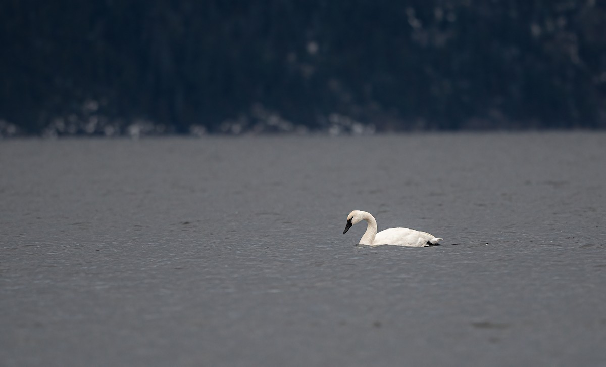 Лебедь-трубач - ML645537643