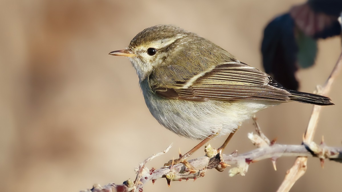 Пеночка-зарничка - ML645537644