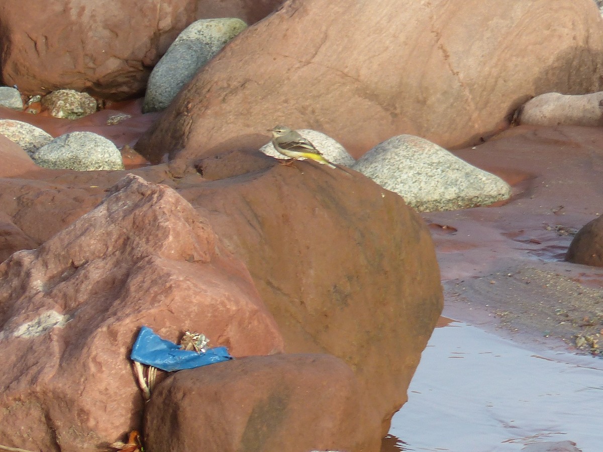 Горная трясогузка - ML645537645