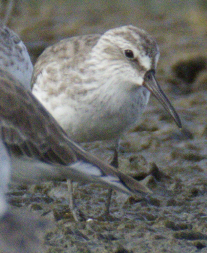 Грязовик - ML645537647