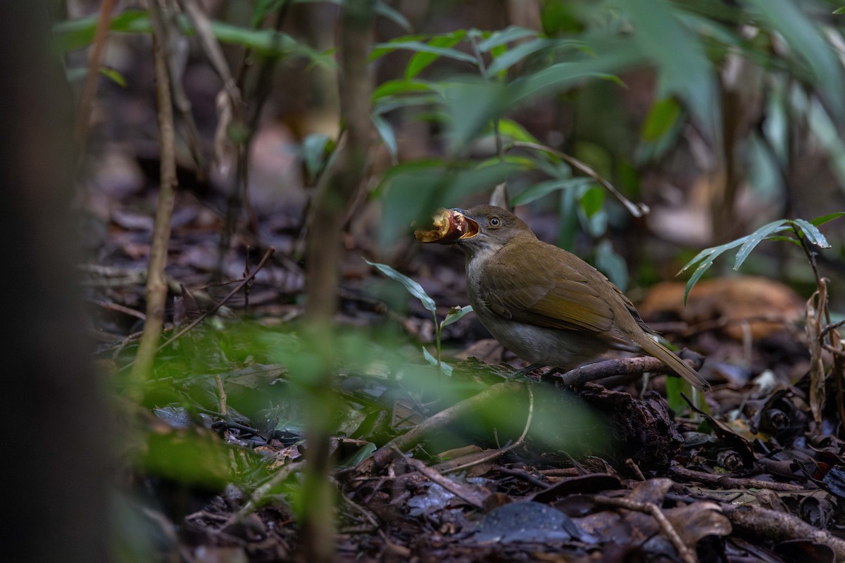 Золотистый шалашник - ML645537648