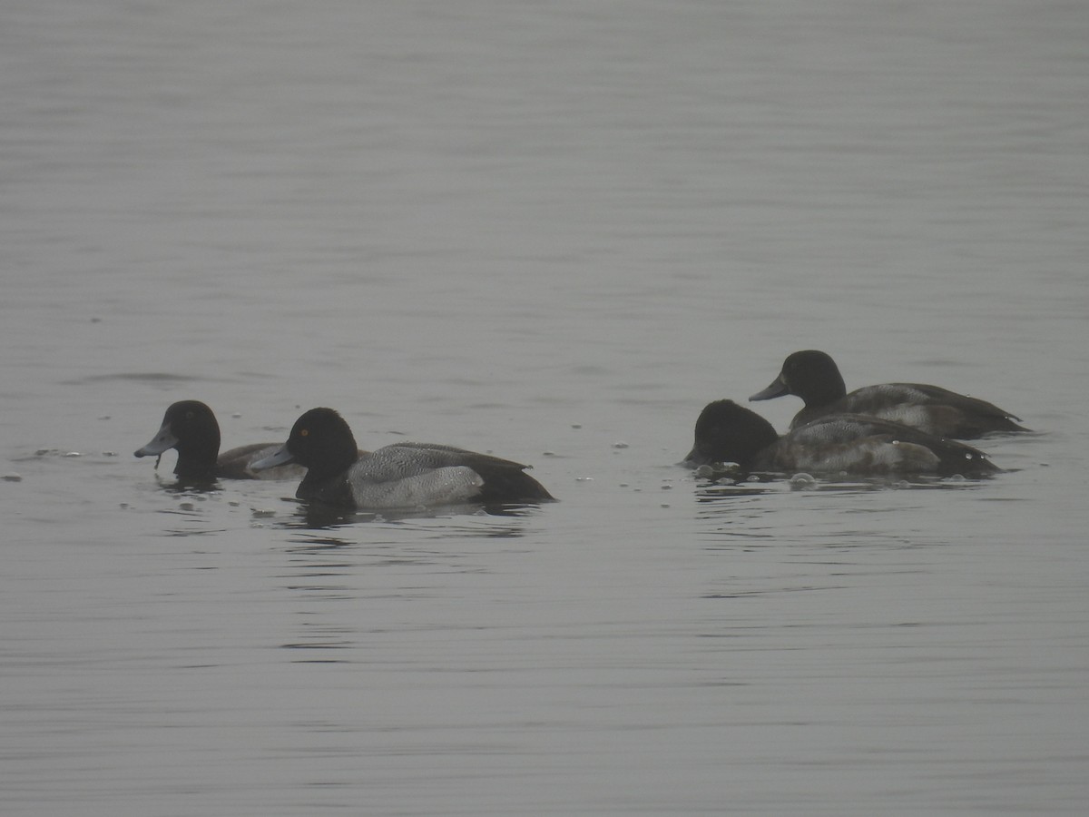 Малая морская чернеть - ML645537649