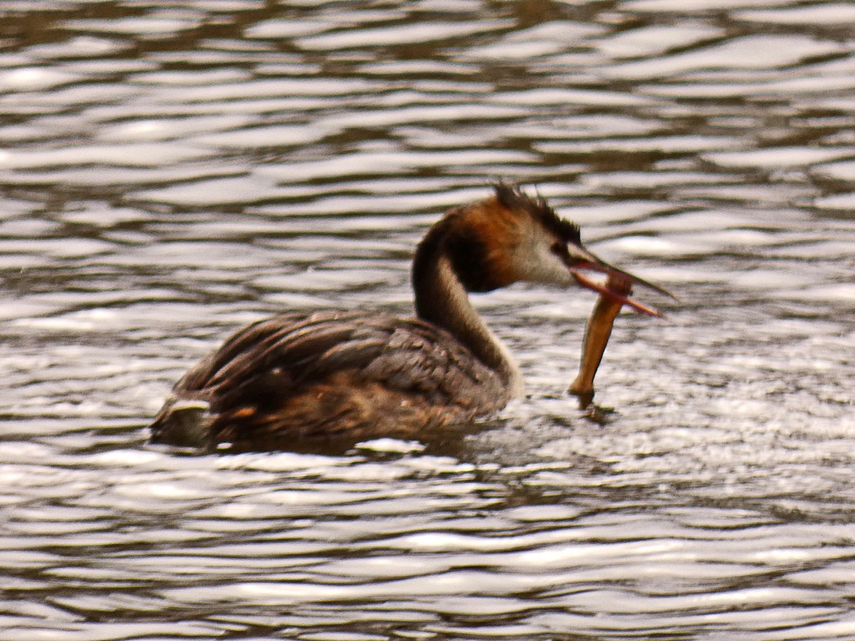 Чомга - ML645537650