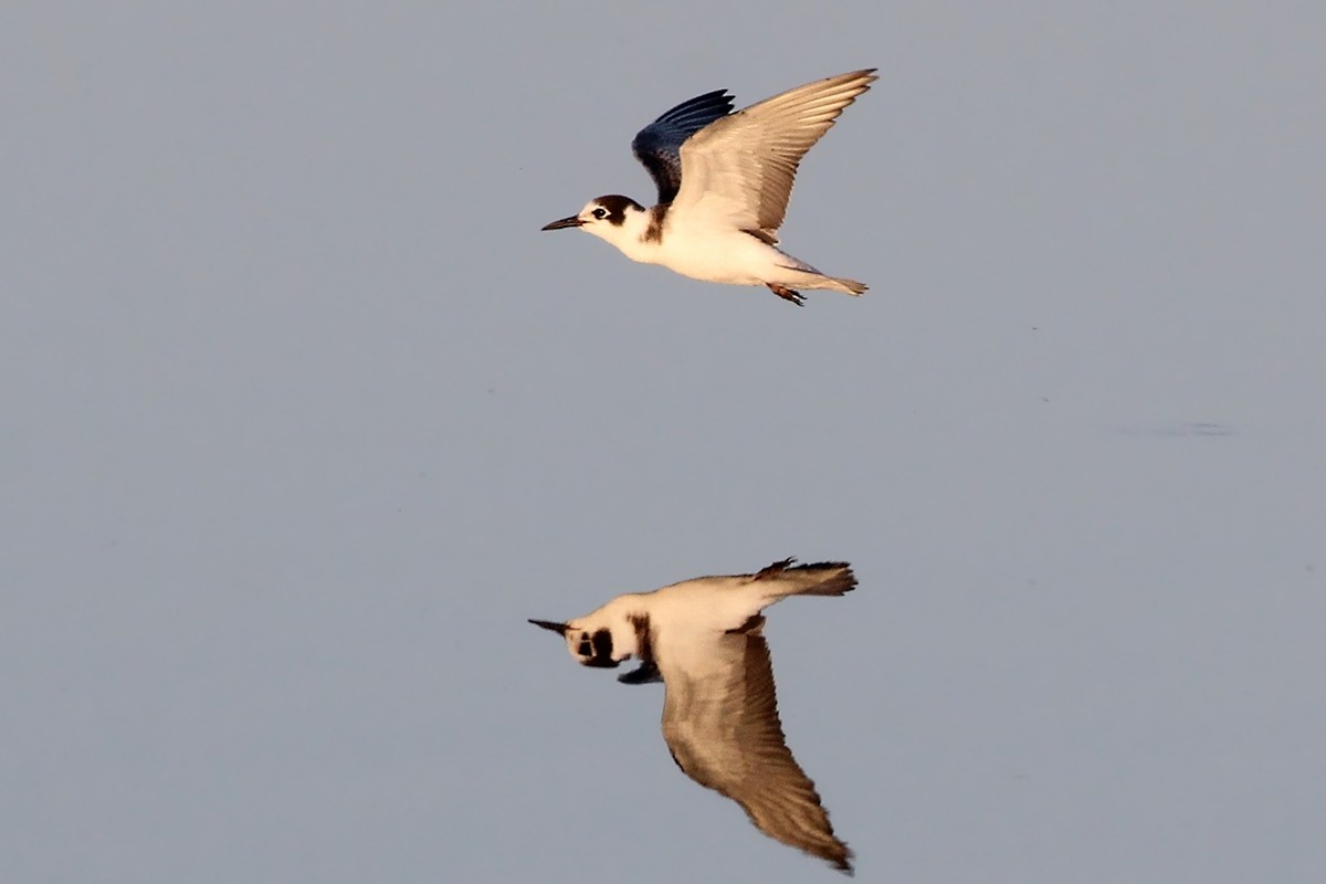 Чёрная крачка - ML645537655