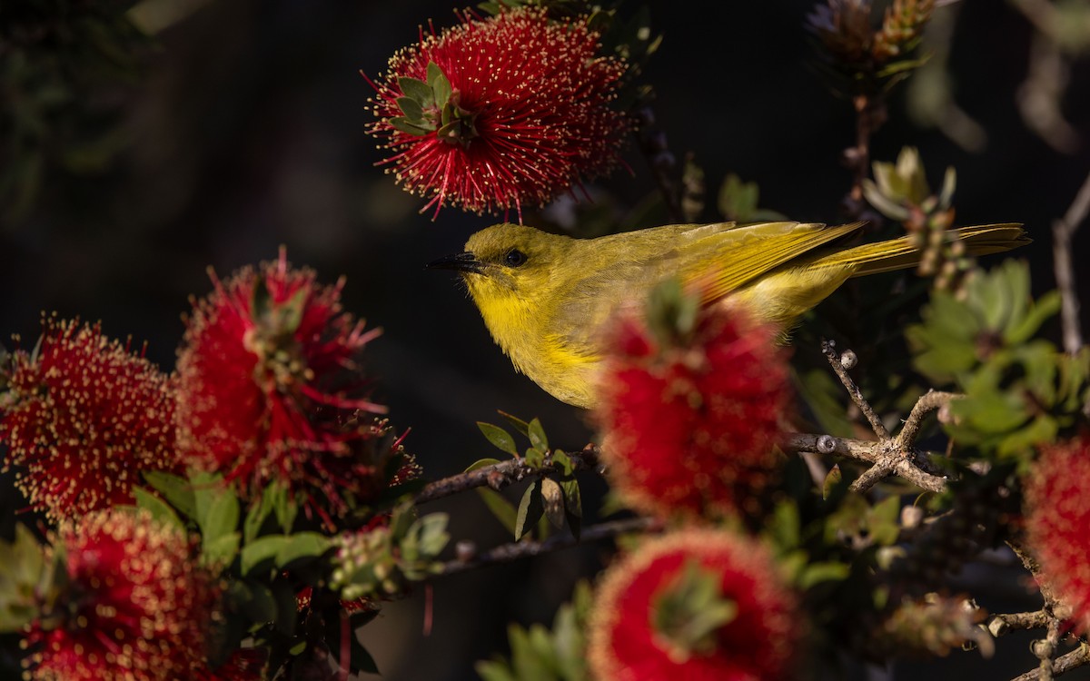 Жёлтый медосос - ML645537656