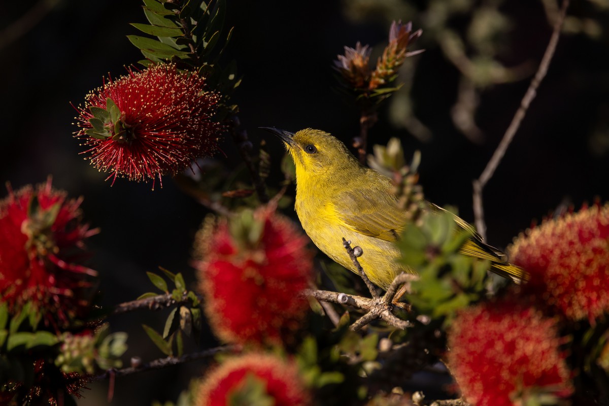 Жёлтый медосос - ML645537657