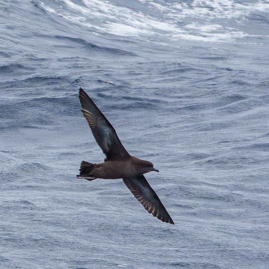 Тонкоклювый буревестник - ML645537663