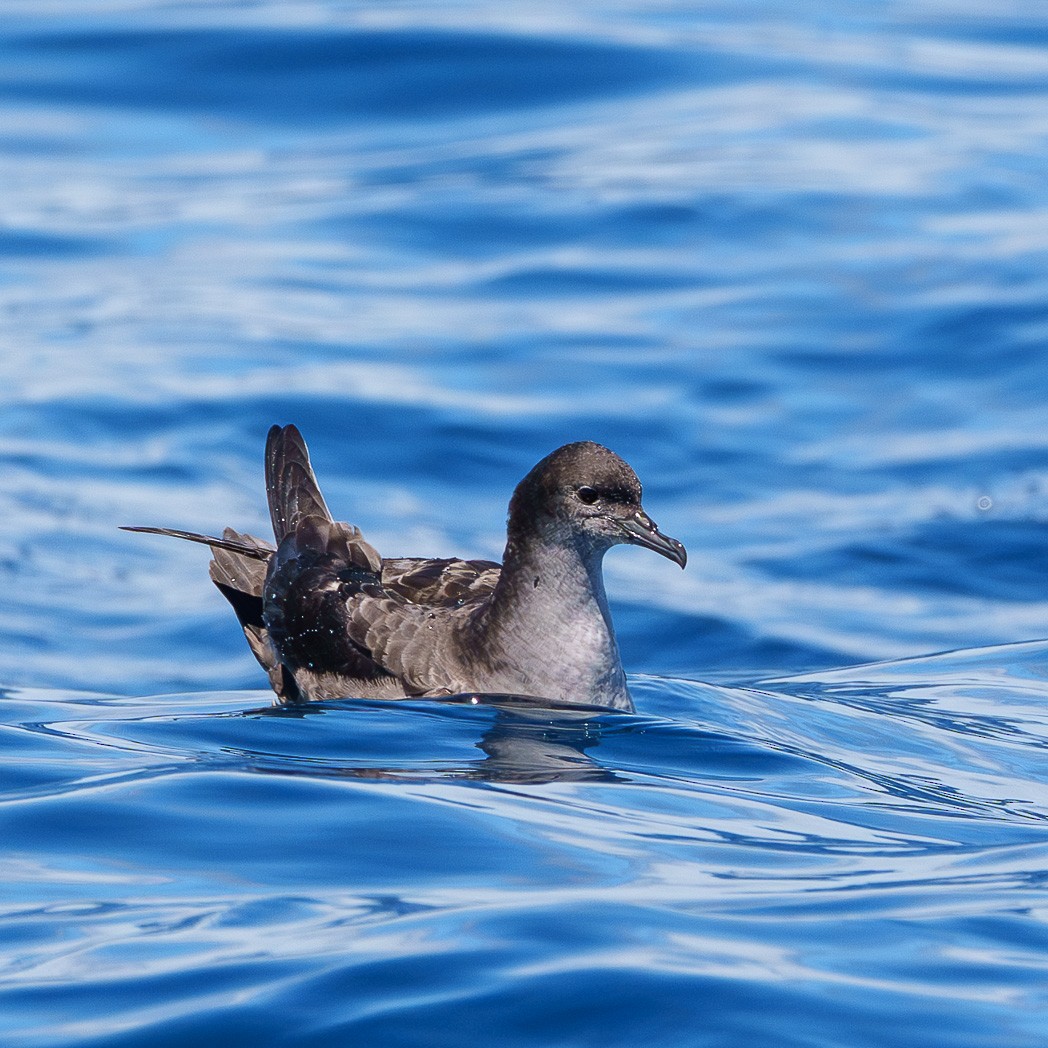 Тонкоклювый буревестник - ML645537664