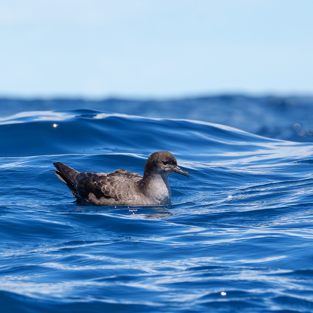 Тонкоклювый буревестник - ML645537665