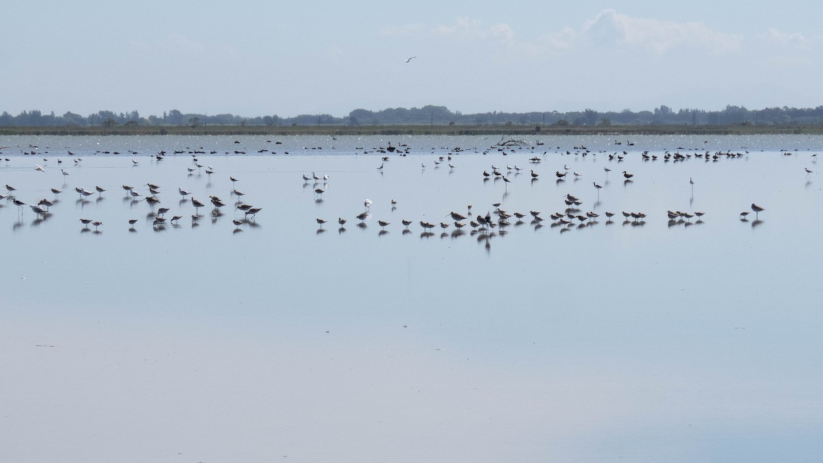 Red Knot - ML645537668