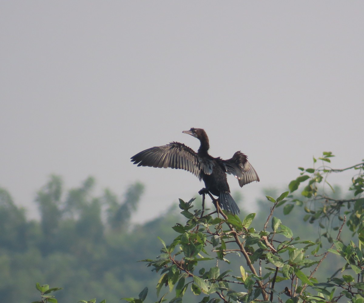 Индийский баклан - ML645537670