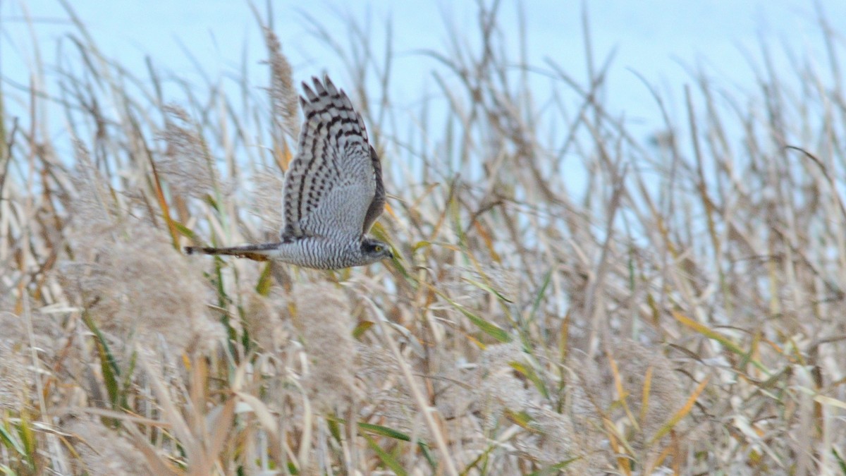 Перепелятник - ML645537671