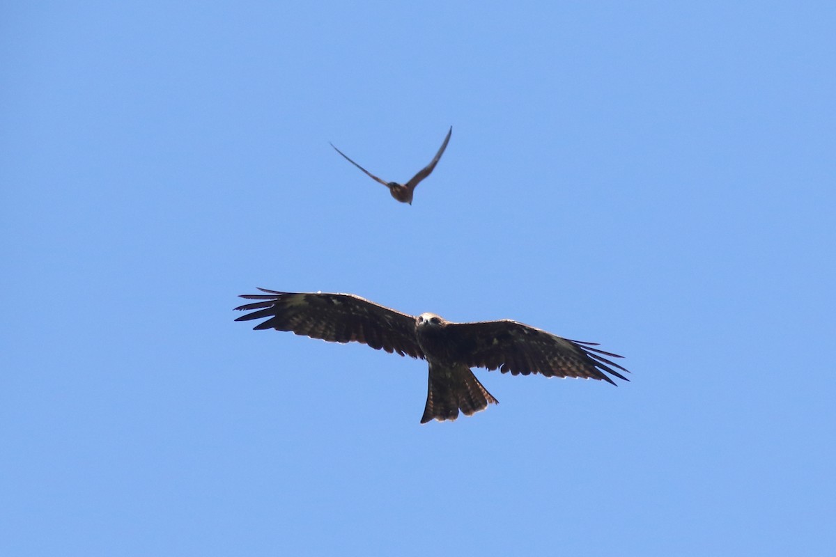 Чёрный коршун (Черноухий) - ML645537675