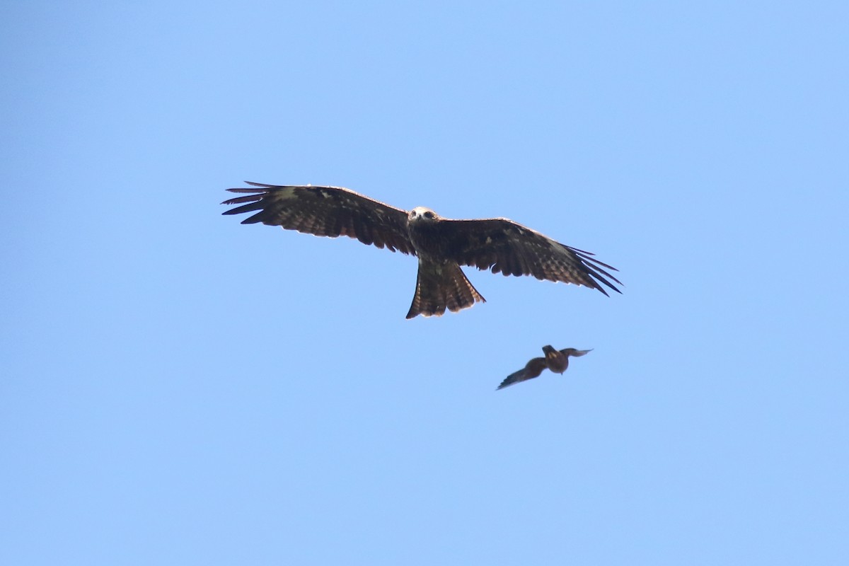 Чёрный коршун (Черноухий) - ML645537676