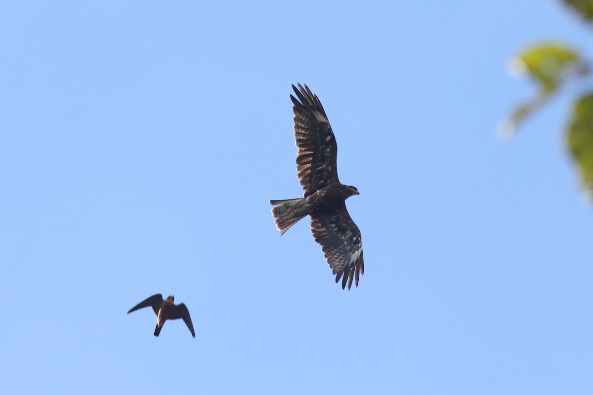 Чёрный коршун (Черноухий) - ML645537678