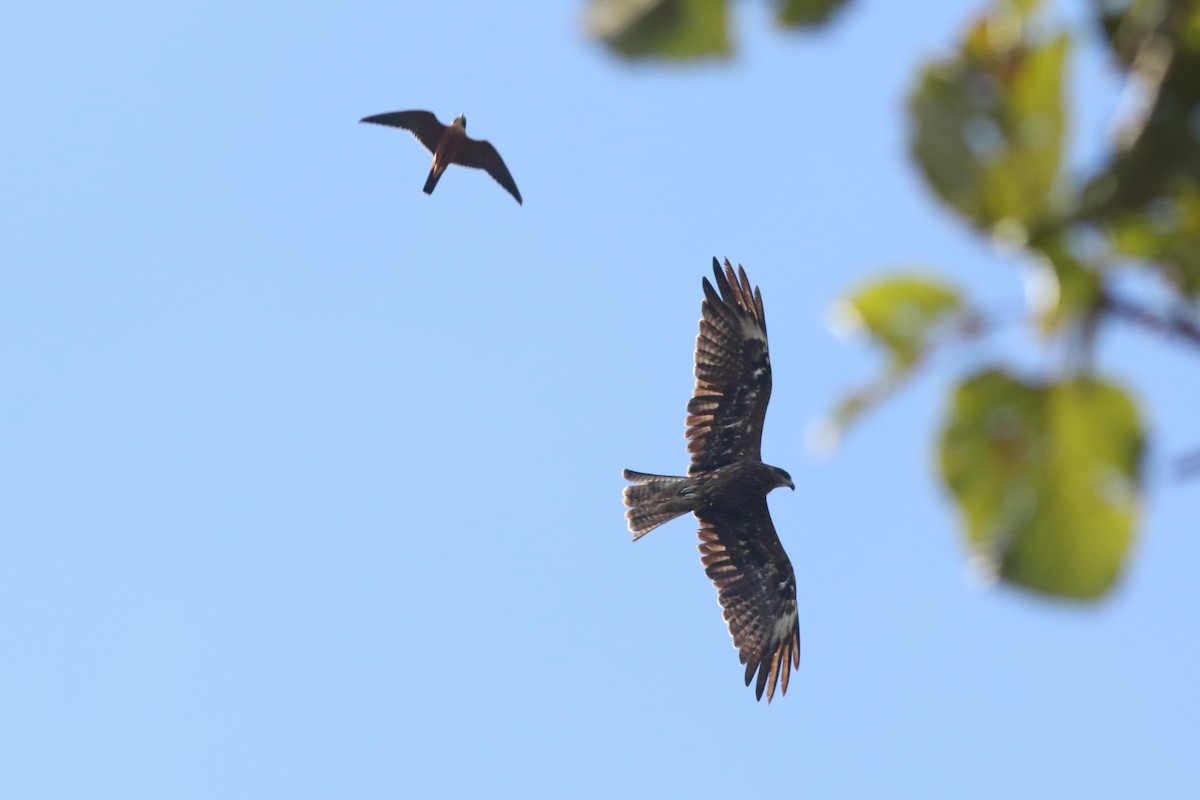 Чёрный коршун (Черноухий) - ML645537679