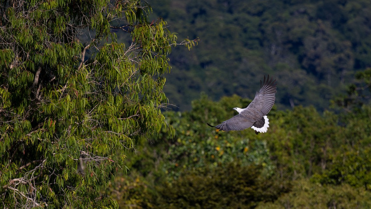 Белобрюхий орлан - ML645537684