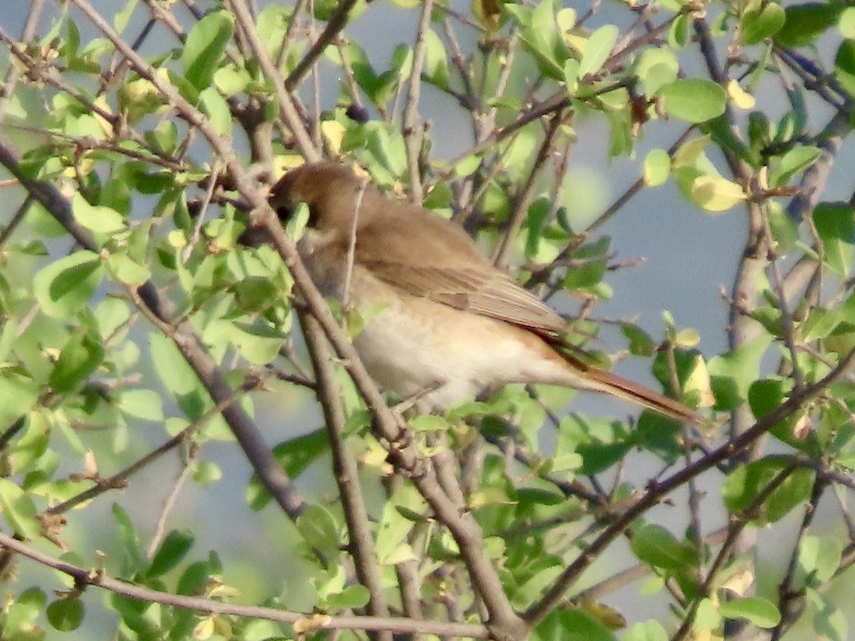 Туркестанский жулан - ML645537685