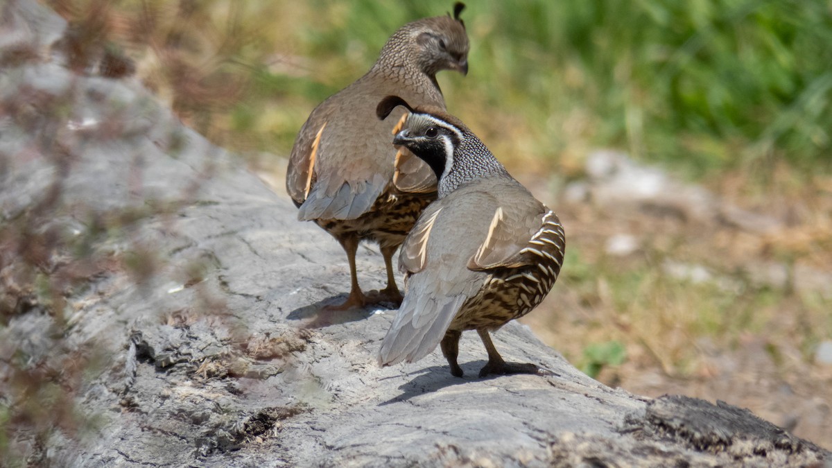 Калифорнийский перепел - ML645537687