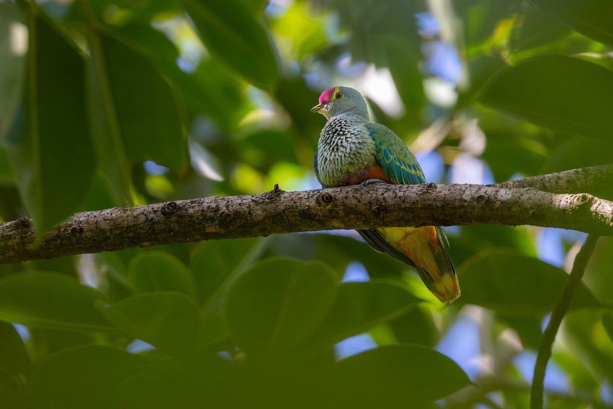 Королевский фруктовый голубь - ML645537689