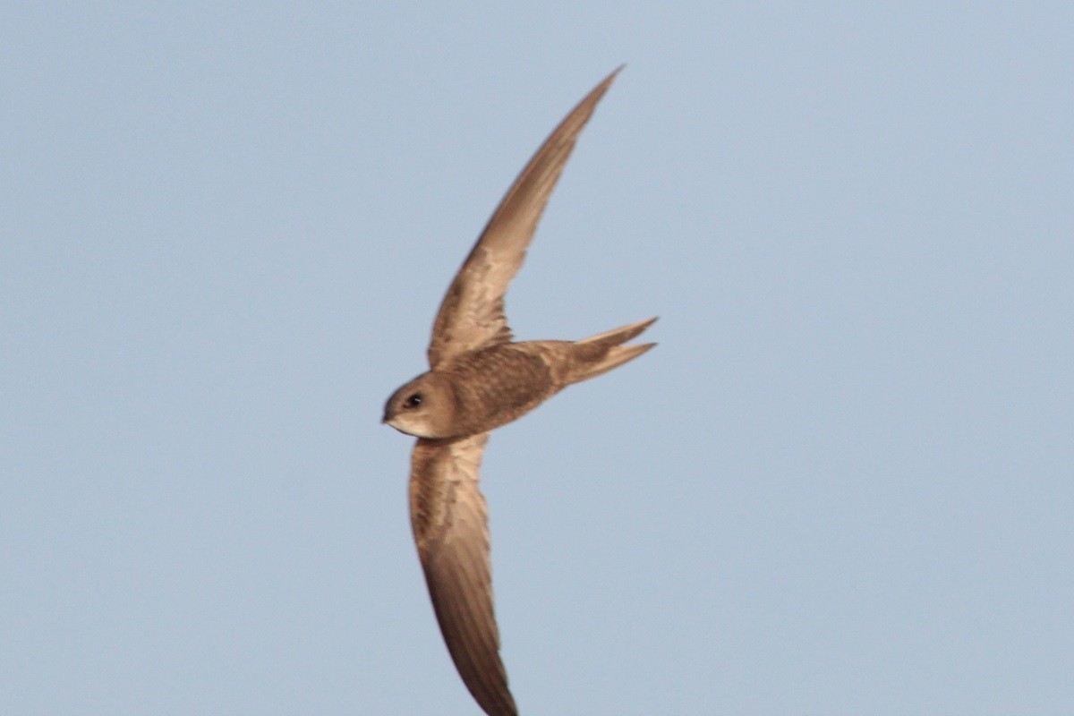 Бледный стриж - ML645537695