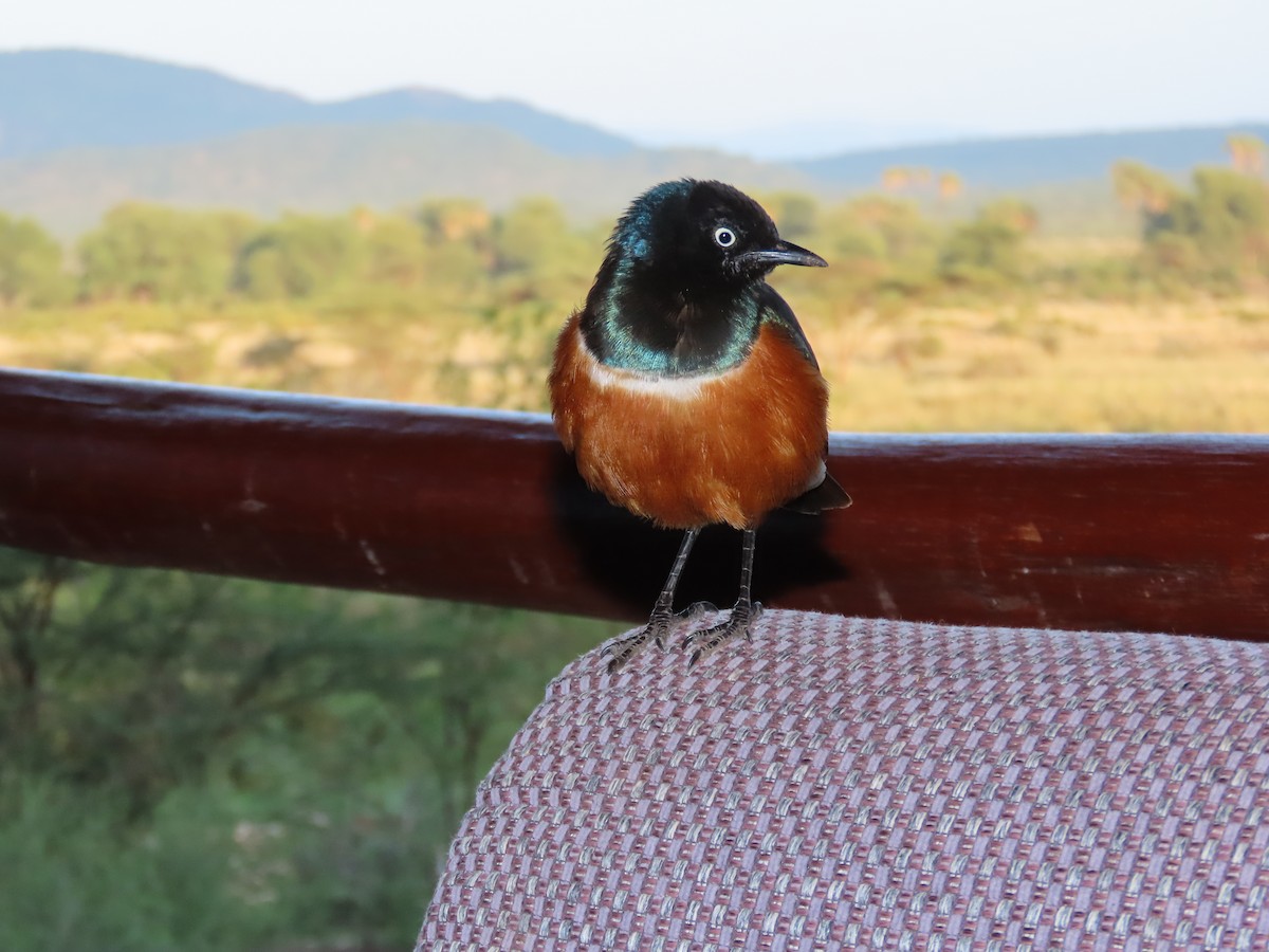 Трёхцветный спрео - ML645537696