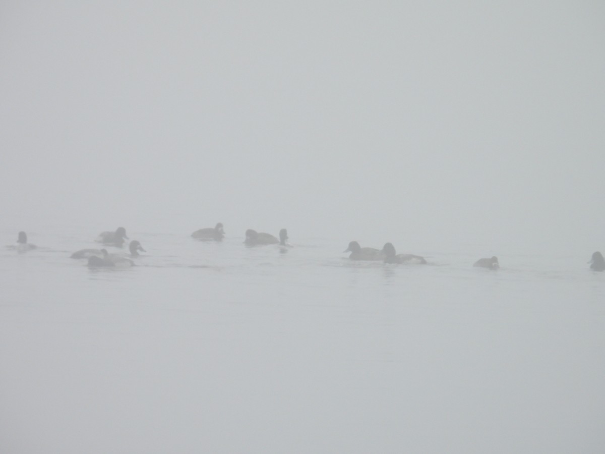 Малая морская чернеть - ML645537697