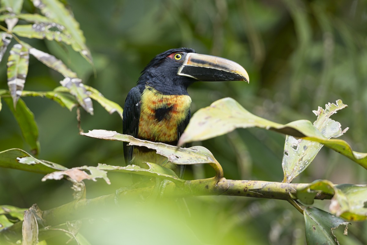 Pale-mandibled Aracari (Stripe-billed) - ML645537698