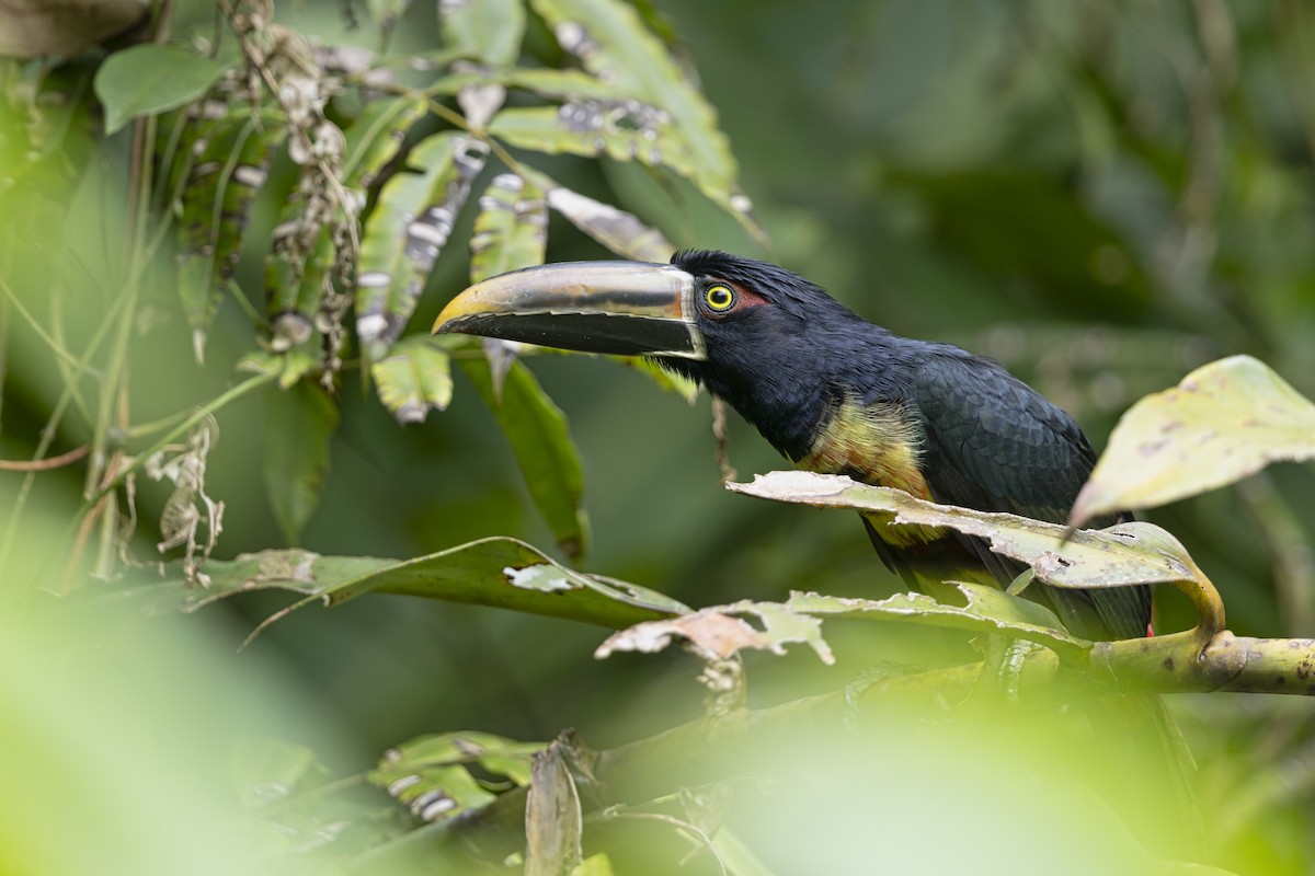 Pale-mandibled Aracari (Stripe-billed) - ML645537699