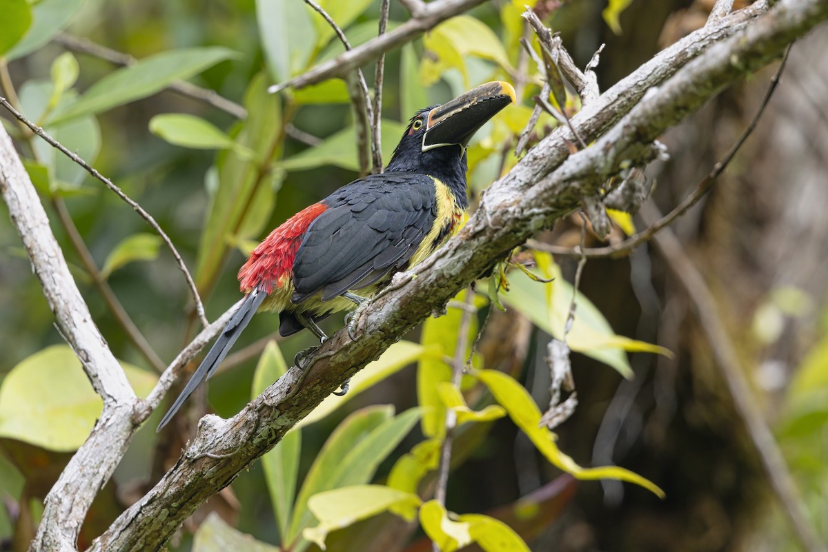 Pale-mandibled Aracari (Stripe-billed) - ML645537700
