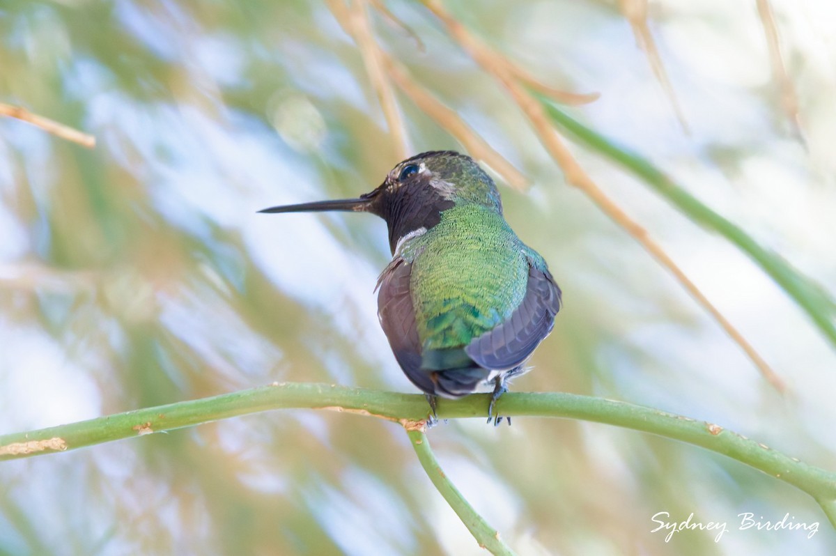 Фиалковый калипсо - ML645537702