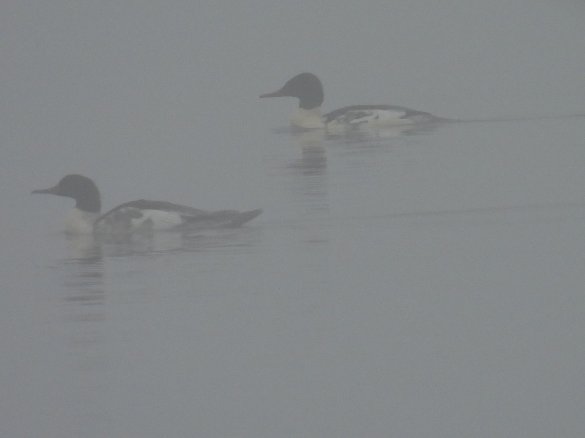 Большой крохаль - ML645537703