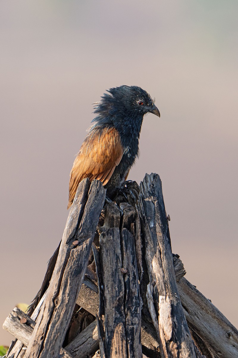 Мадагаскарский кукаль - ML645537704