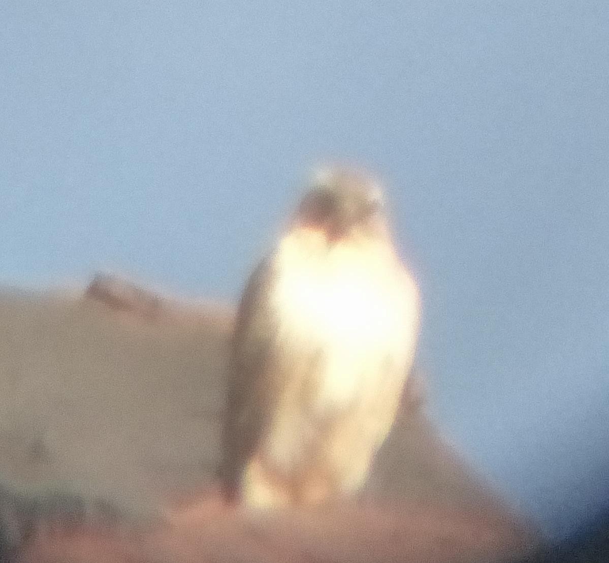 Курганник - ML645537707