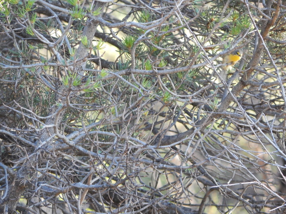 Grace's Warbler - ML64553771