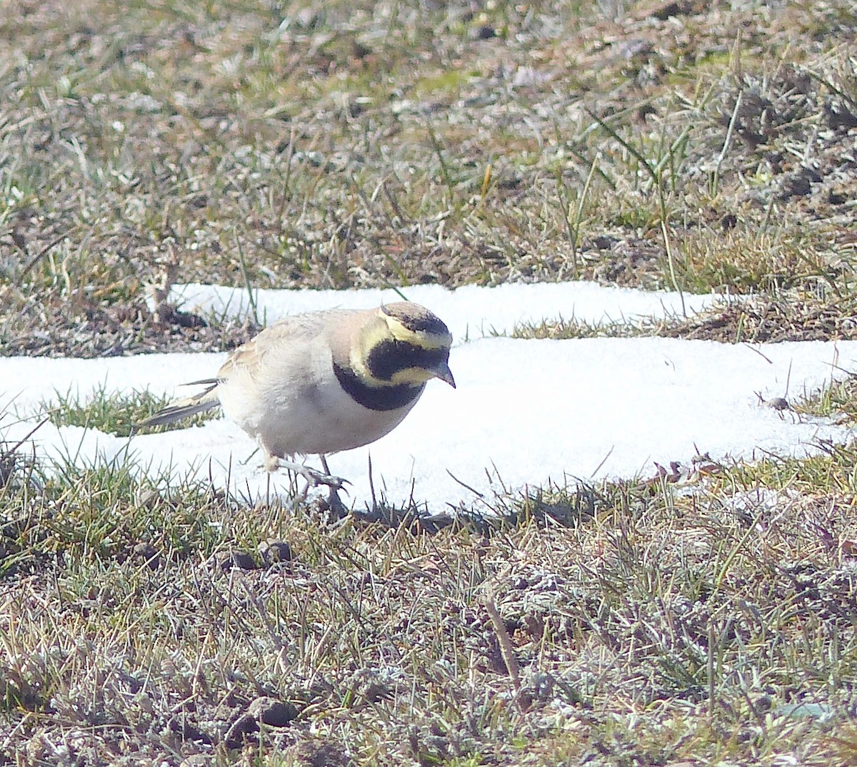 Жайворонок рогатий - ML645537711