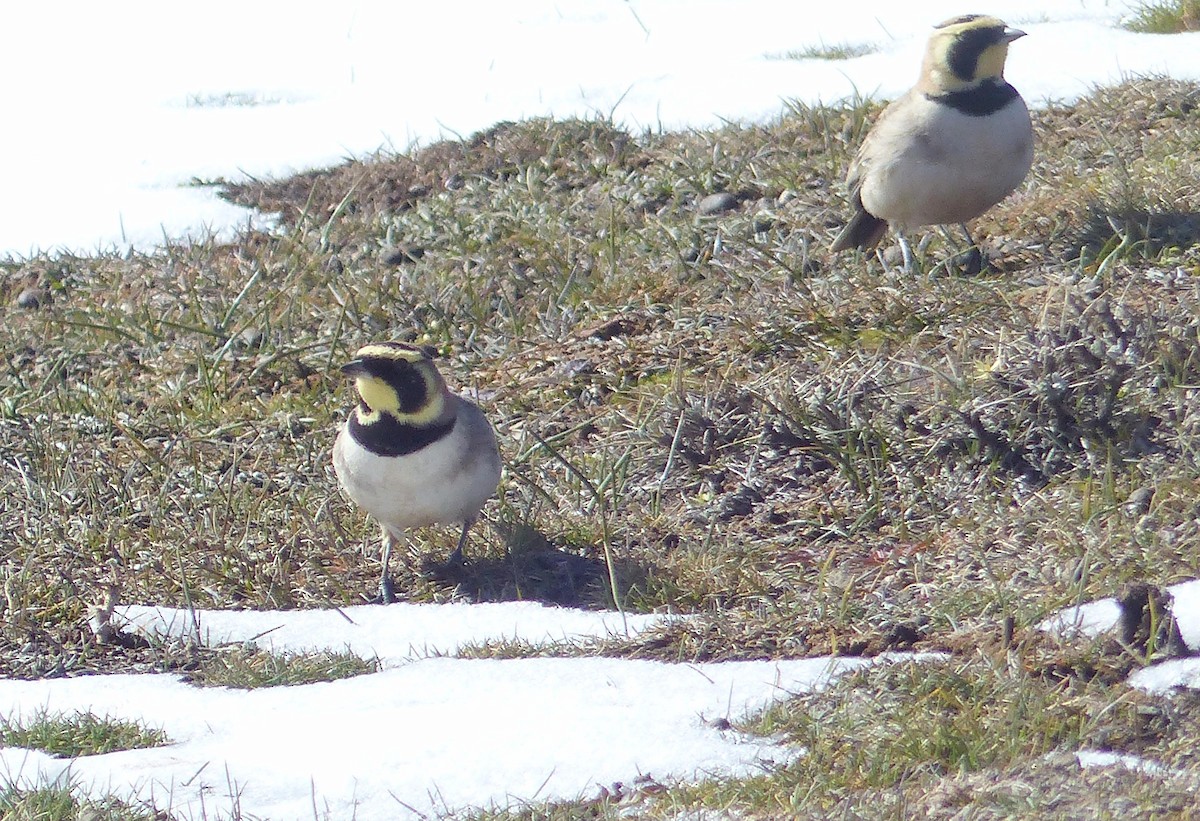 Жайворонок рогатий - ML645537712