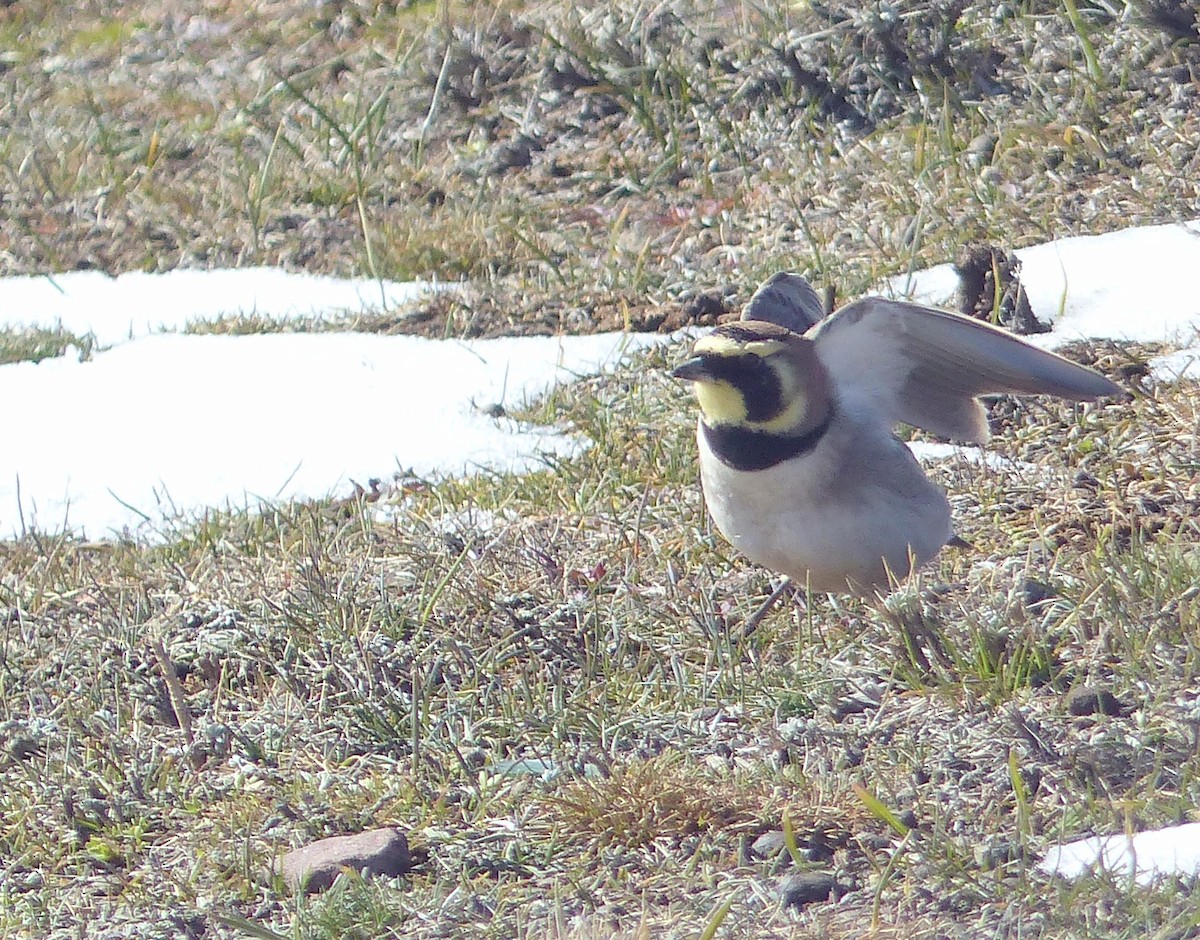 Жайворонок рогатий - ML645537713